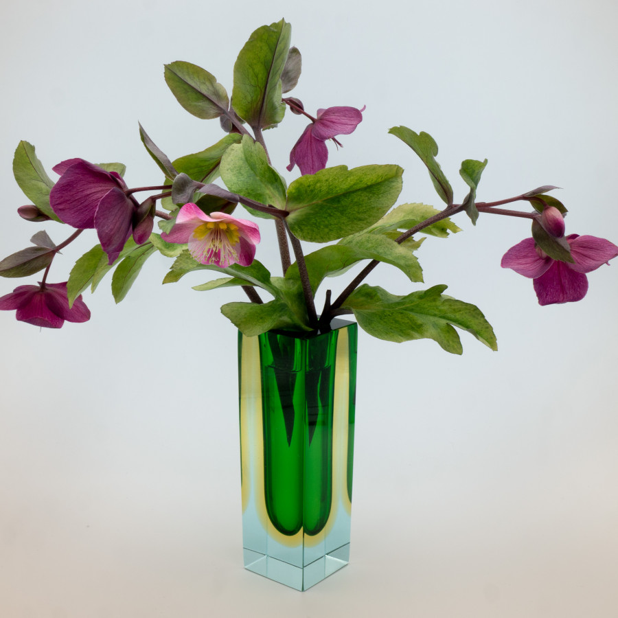 Helleborus